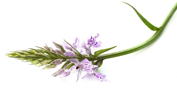 Cosmétique français : la nature au service de votre beauté